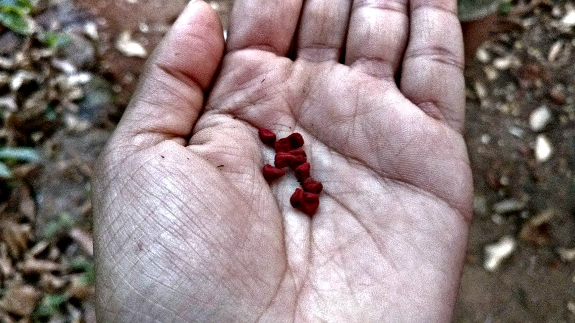 Dudhsagar spice plantation