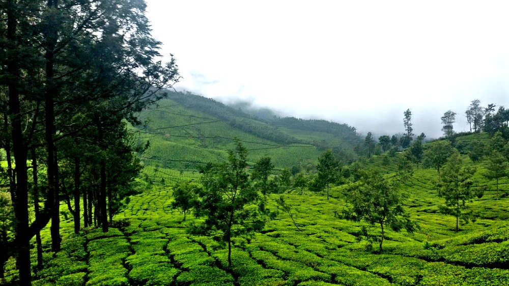 tall trees munnar