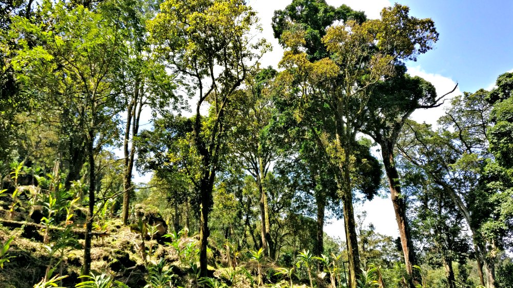 tall trees munnar