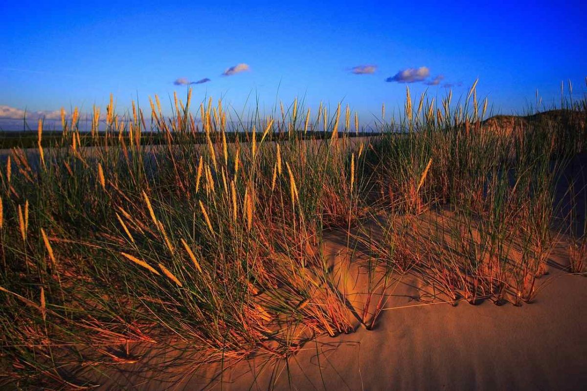 sand dunes