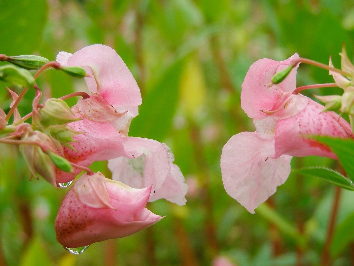 Valley of flowers India