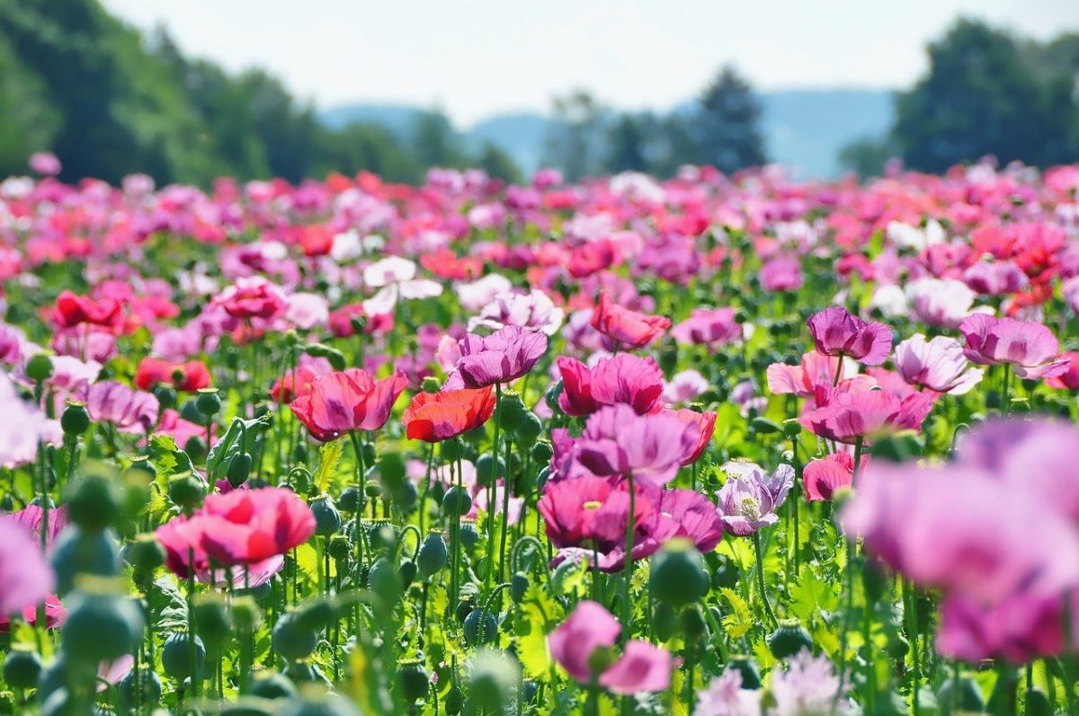 valley of the flowers