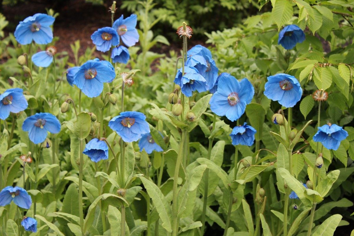 valley of the flowers