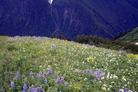 Valley of flowers trek