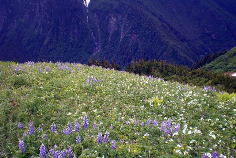Valley of flowers trek