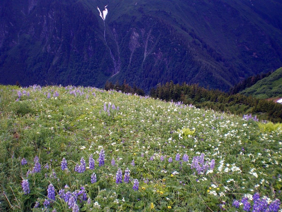 Valley of flowers trek