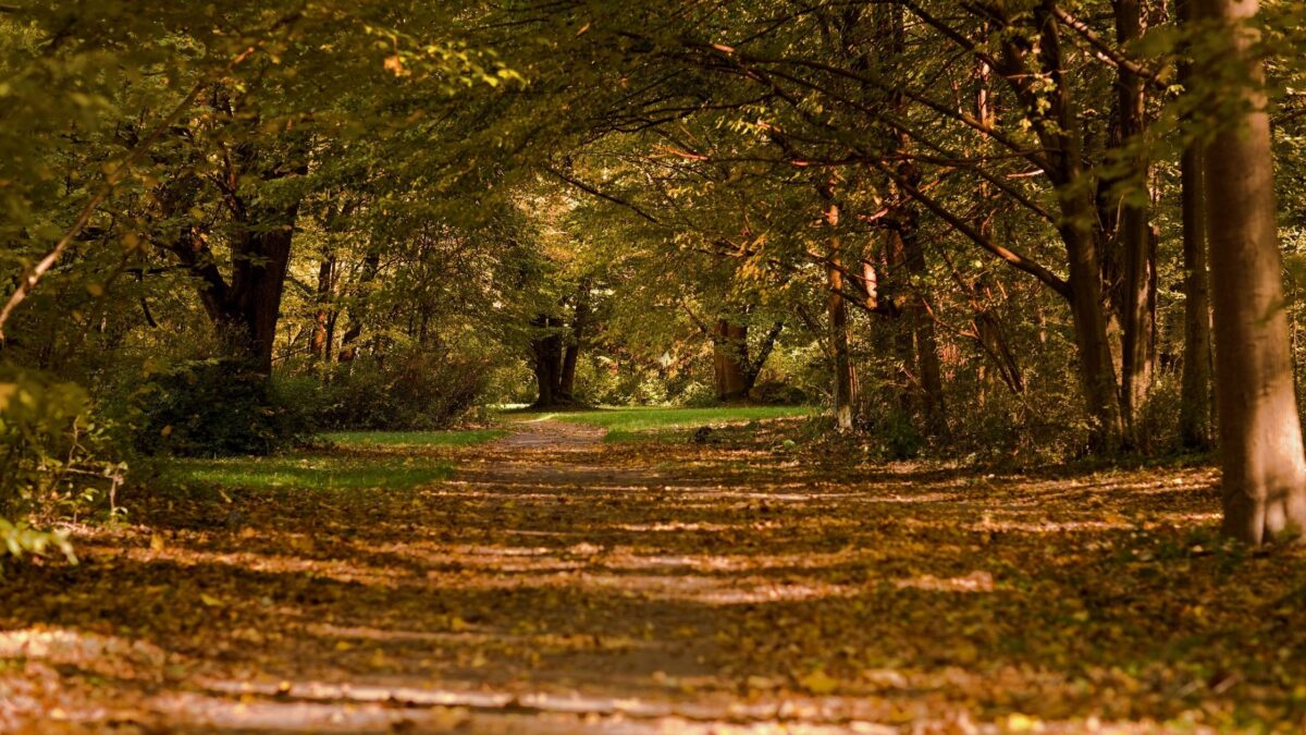most beautiful forests in the world