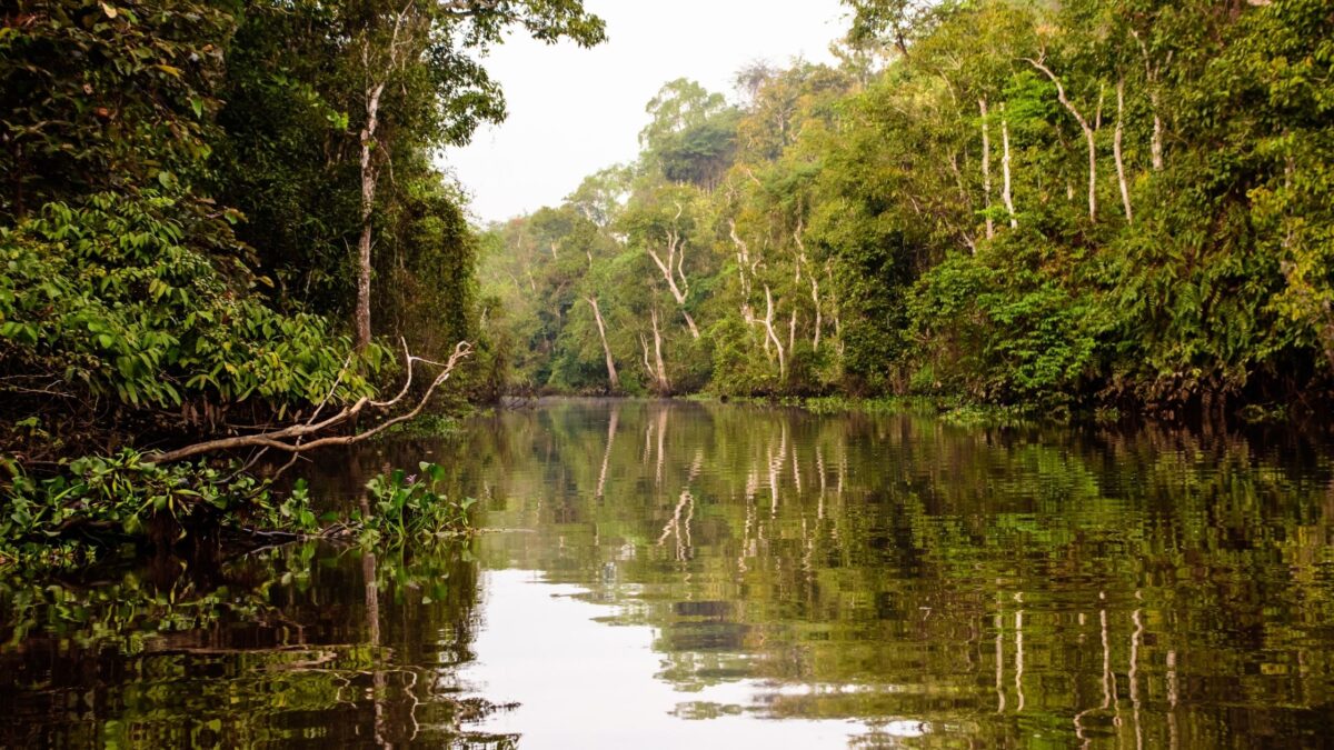 6 Most Beautiful Forests to Explore Around the World