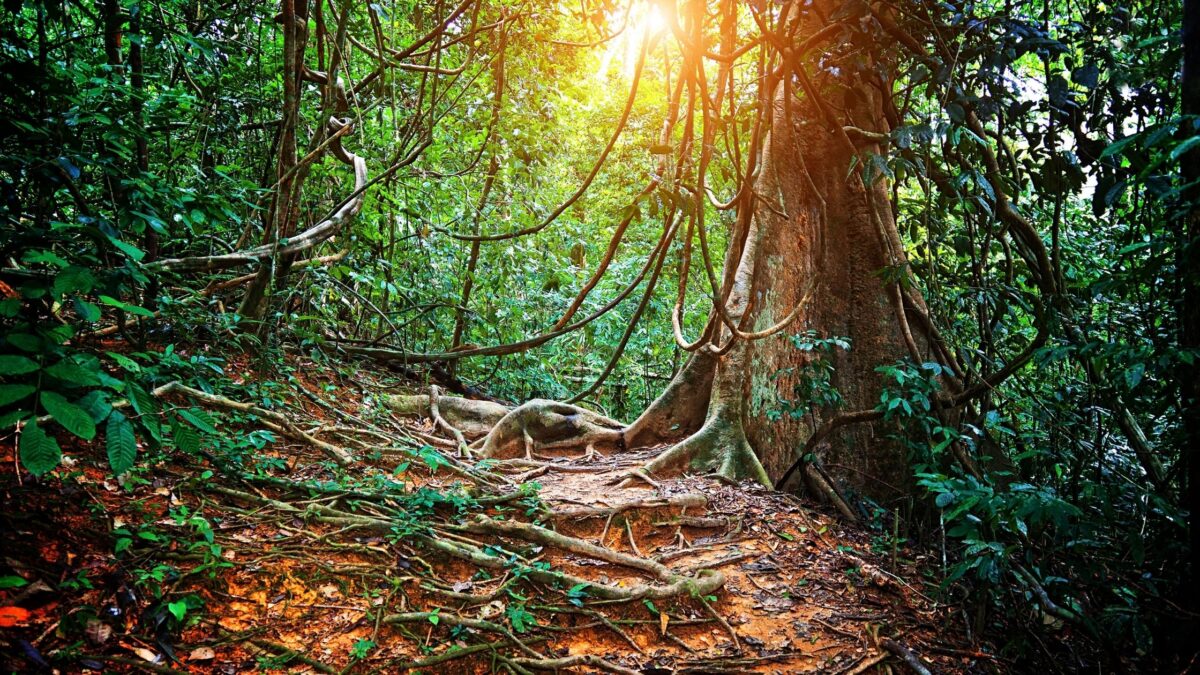 6 Most Beautiful Forests to Explore Around the World