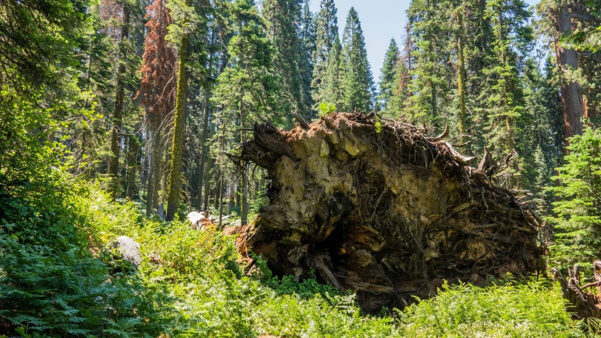 6 Most Beautiful Forests to Explore Around the World