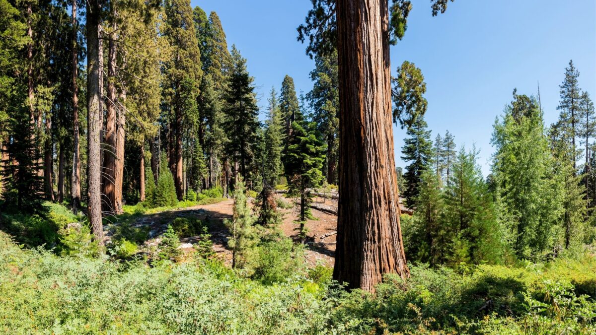 6 Most Beautiful Forests to Explore Around the World