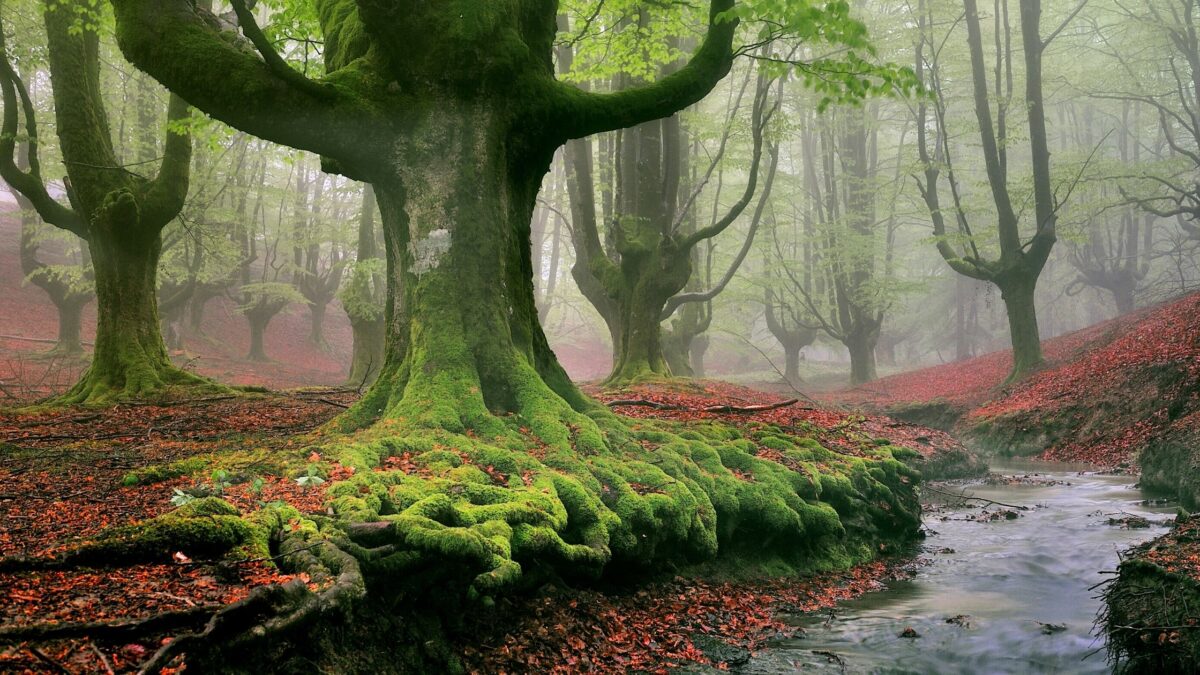 6 Most Beautiful Forests to Explore Around the World