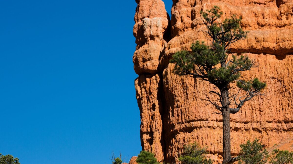 6 Most Beautiful Forests to Explore Around the World
