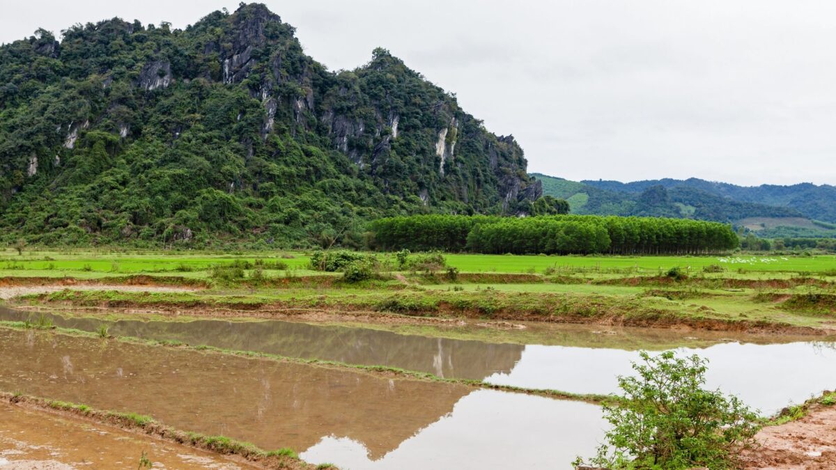 dong phong nha