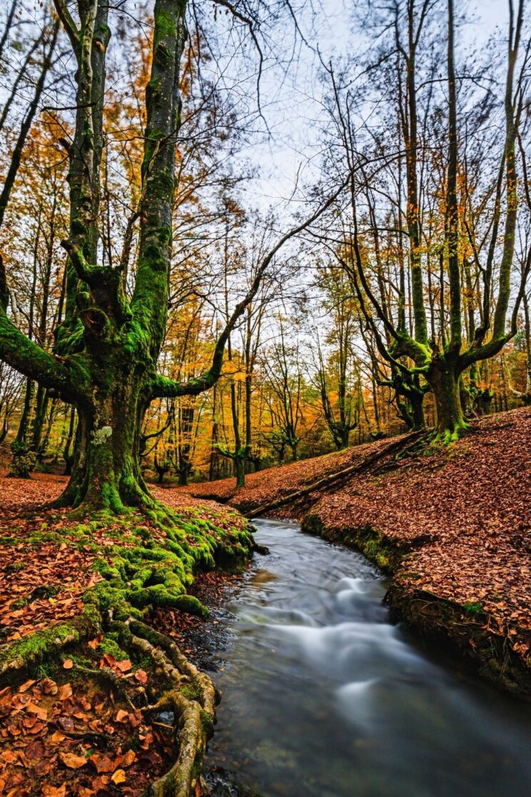 most beautiful forests in the world