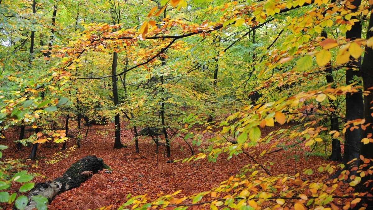 walks epping forest