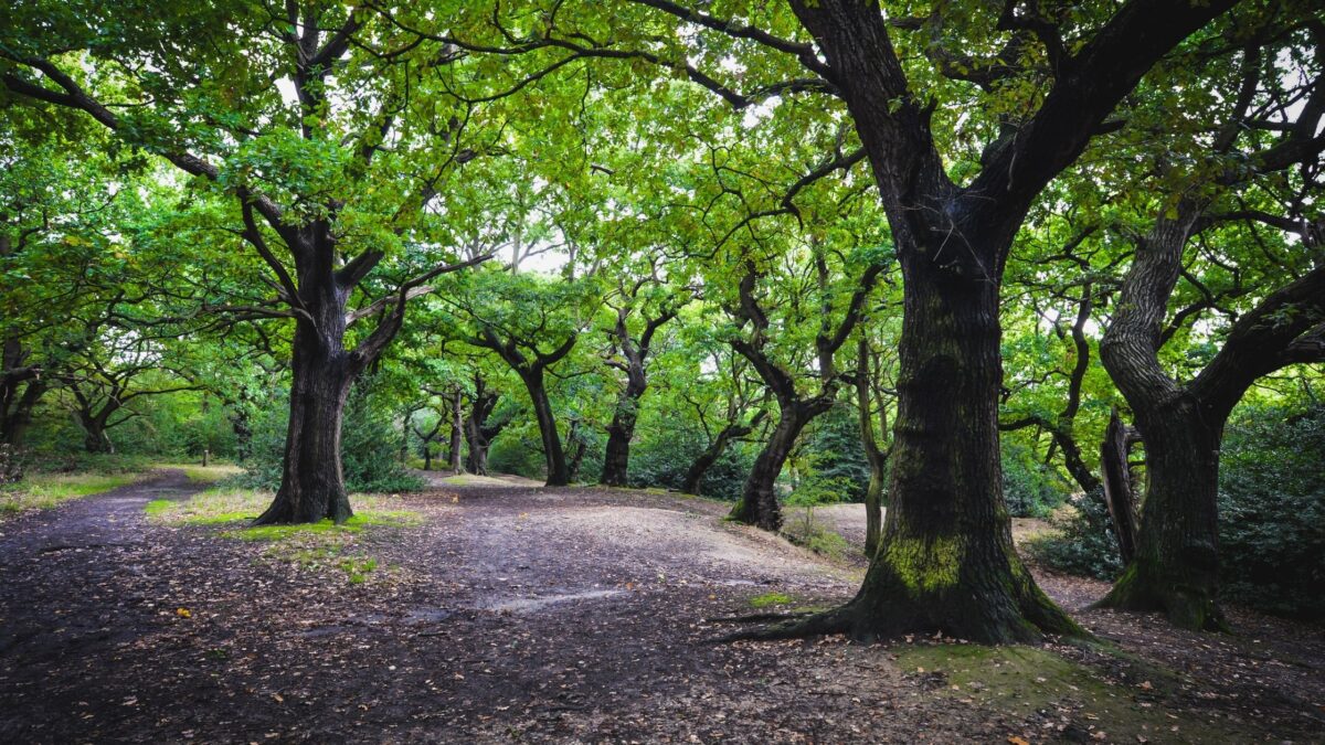 Epping forest walks