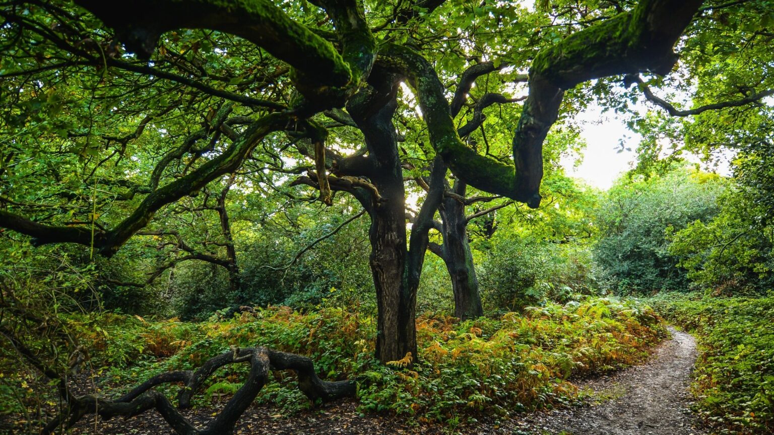 Epping Forest Walks A Splendid Getaway From London For Hikes