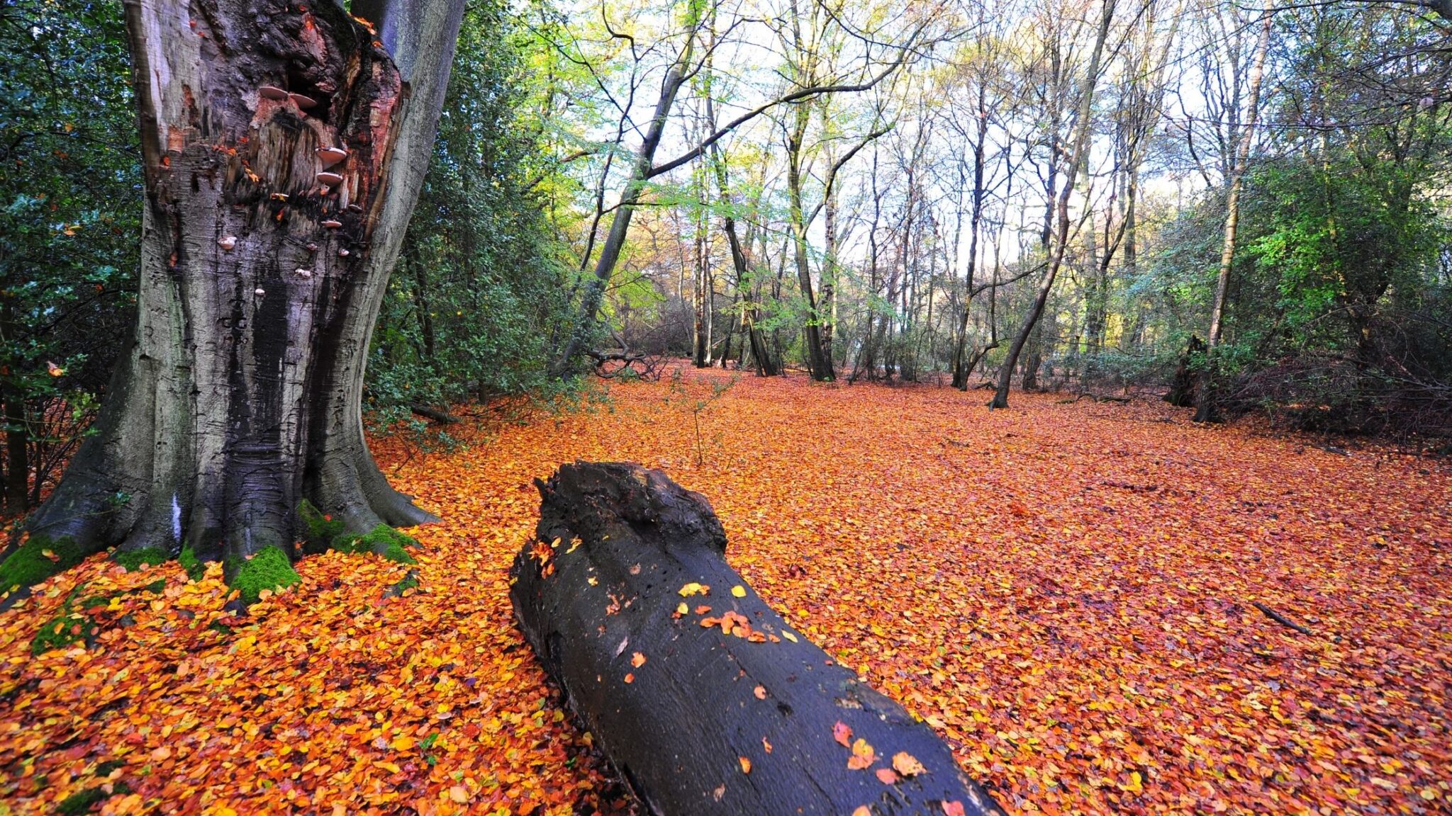 Epping Forest Walks A Splendid Getaway From London For Hikes