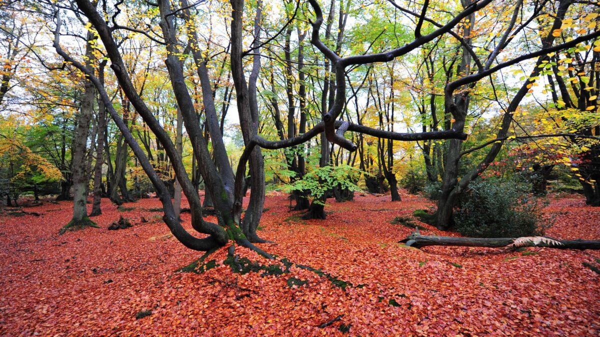 the oak trail epping forest walks