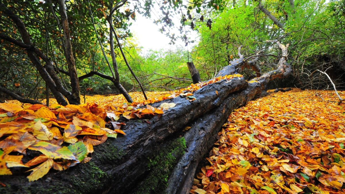 best walks epping forest