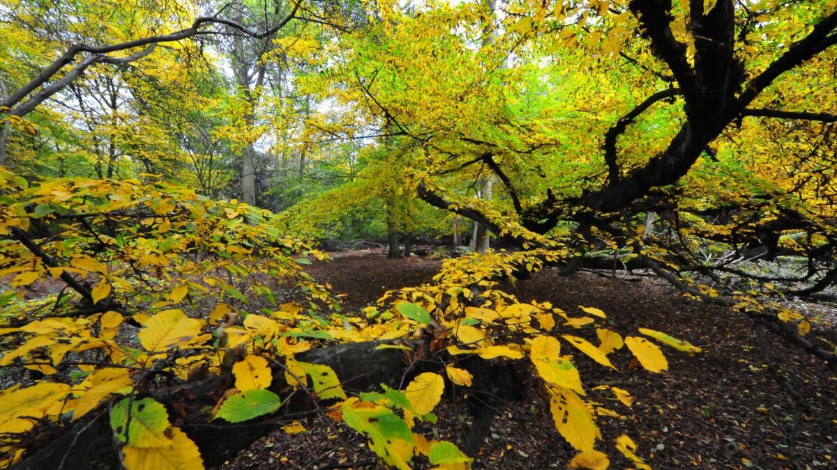 beech trail epping forest