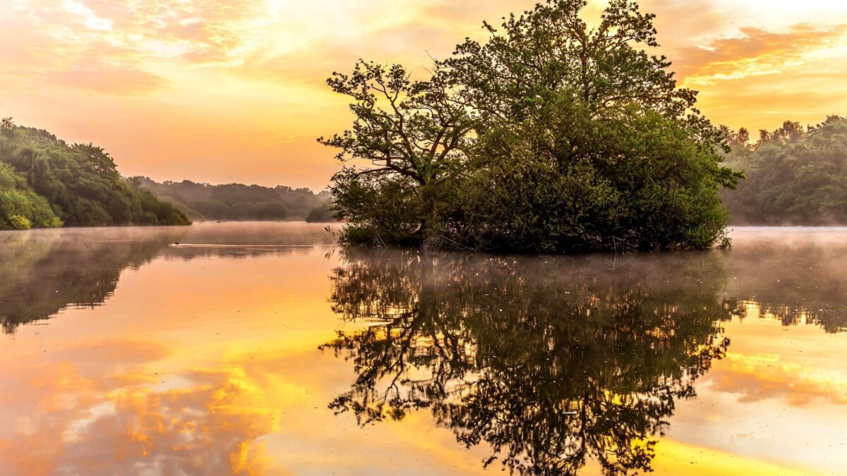 Epping forest walks