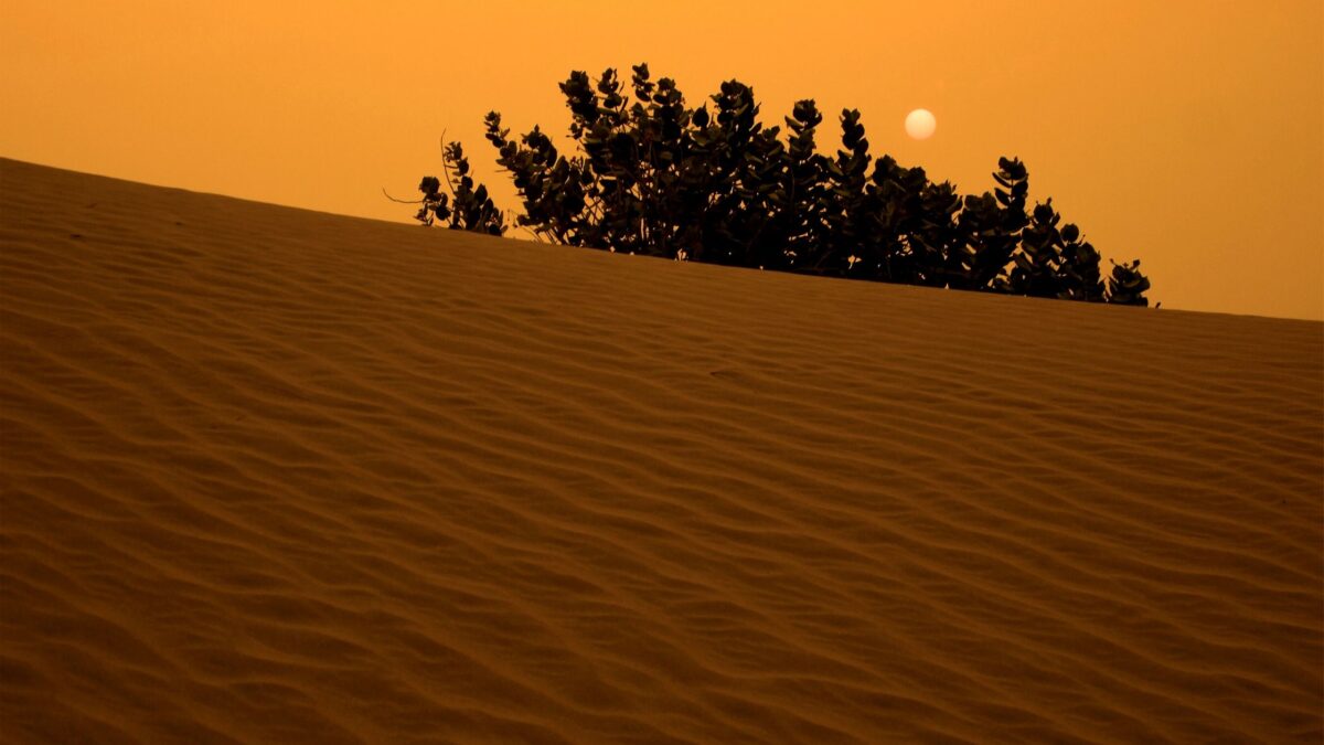 sand dune quotes