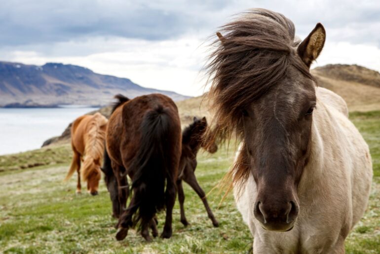 quotes about horse quotes