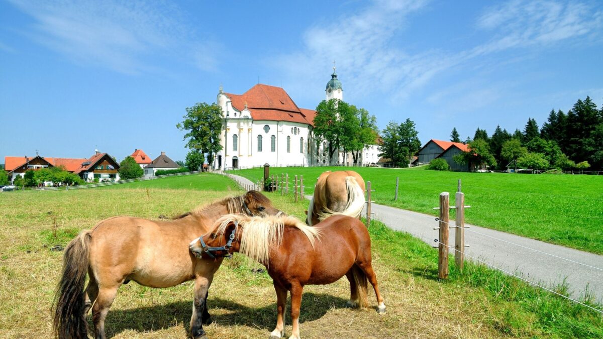 quotes about horses