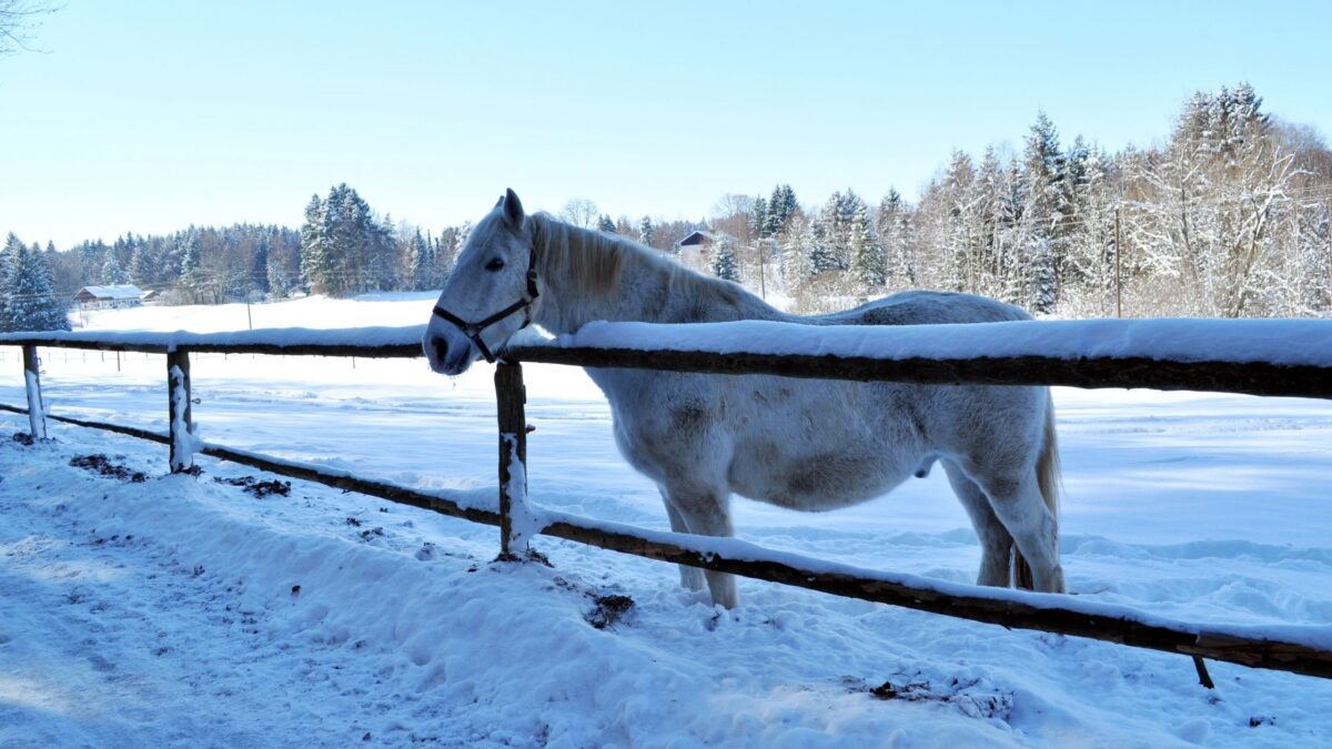 horse quotes