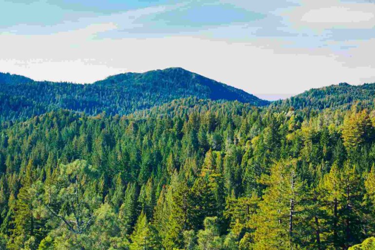 quotes about forests