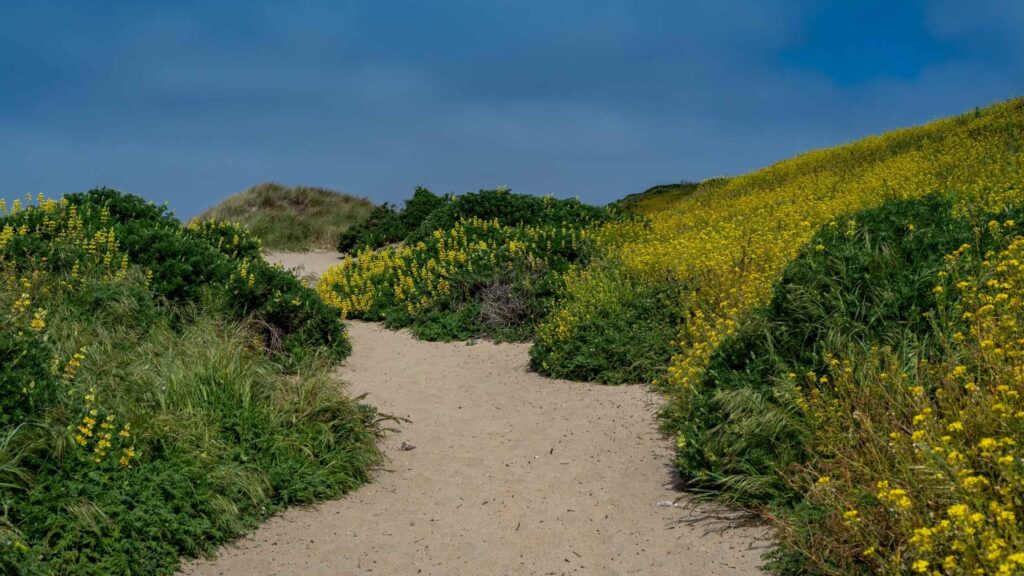 hikes in Point Reyes