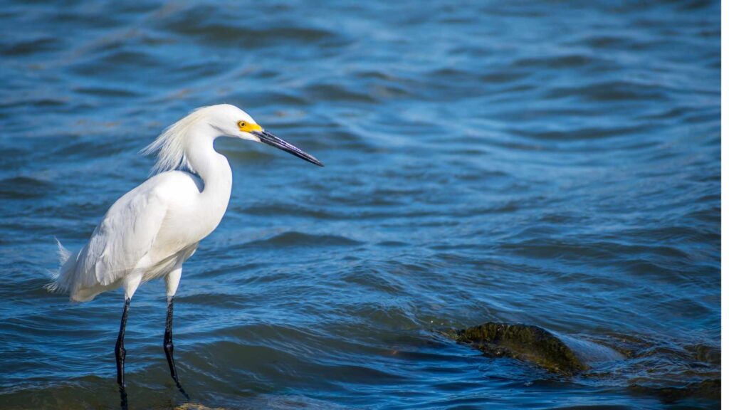 best beach towns in Texas