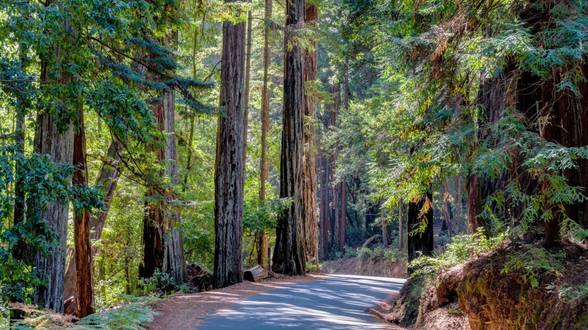 25 Best Hikes In Santa Cruz For Nature Lovers And Hikers