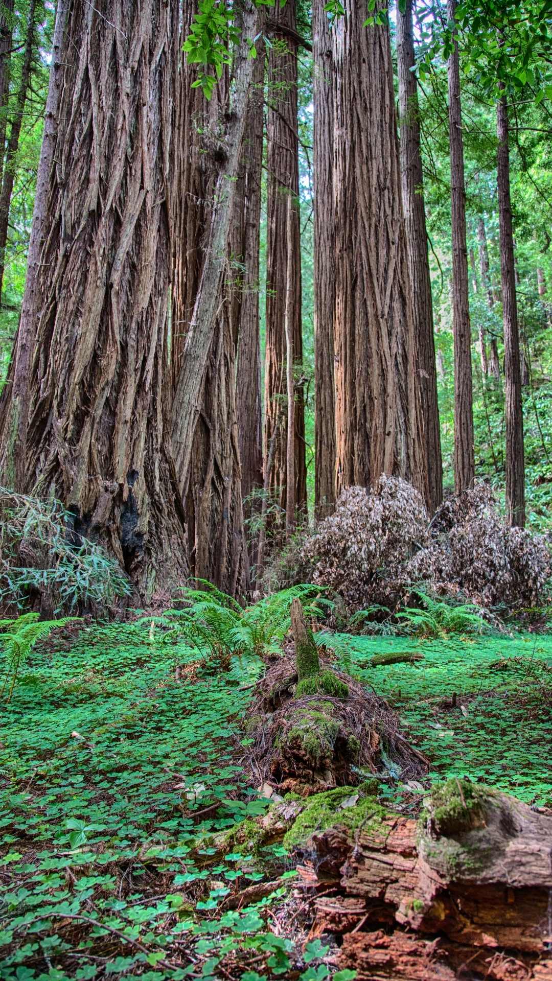 25 Best Places To See Redwoods Near San Francisco