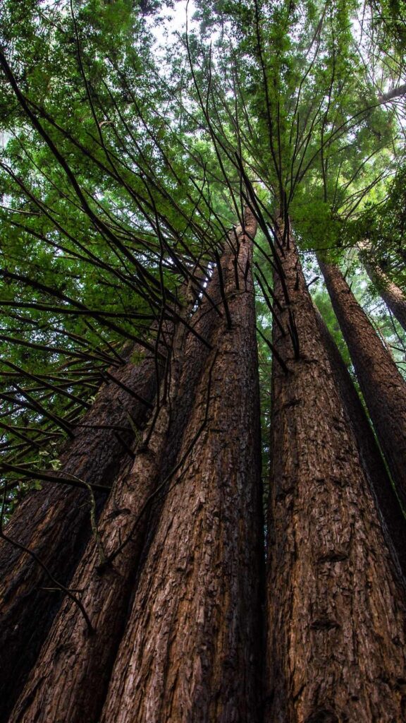 best redwoods near San Francisco