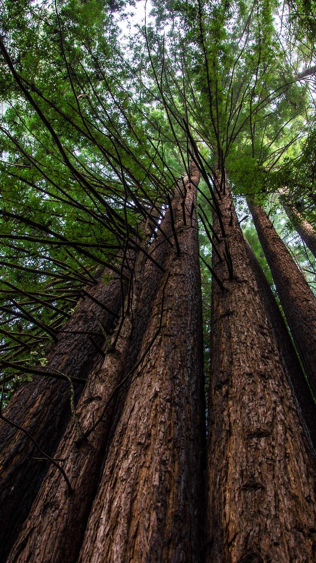 25 Best Places To See Redwoods Near San Francisco