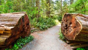 25 Best Places To See Redwoods Near San Francisco
