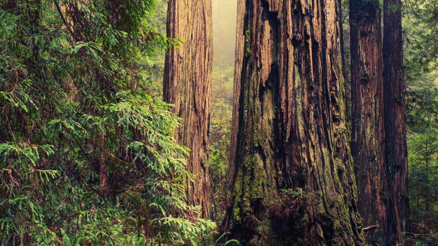 Redwoods Near Me Exploring the Majestic Presence