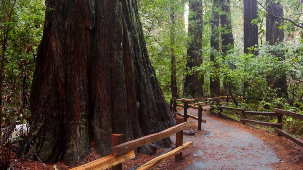 best redwoods near San Francisco