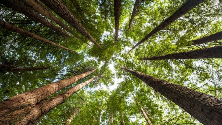 Redwoods Near Me Exploring the World of Giant Coastal Trees