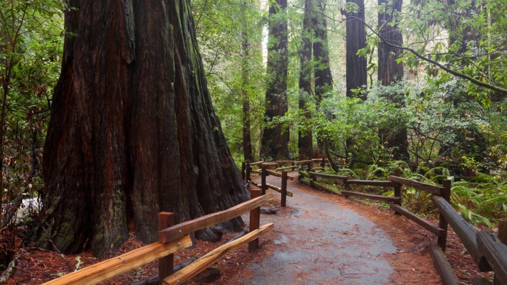 redwoods near San Francisco
