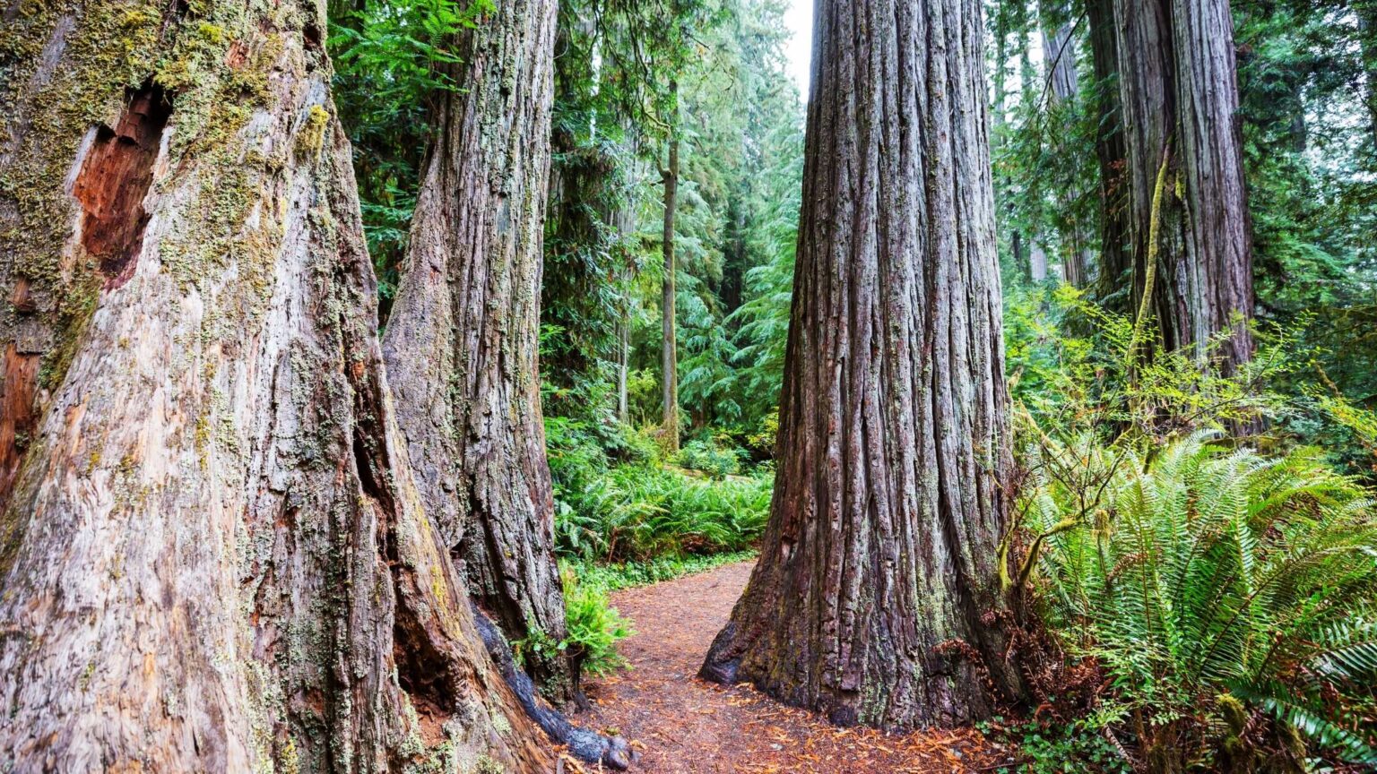 Redwoods near me
