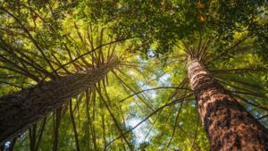 25 Best Places To See Redwoods Near San Francisco