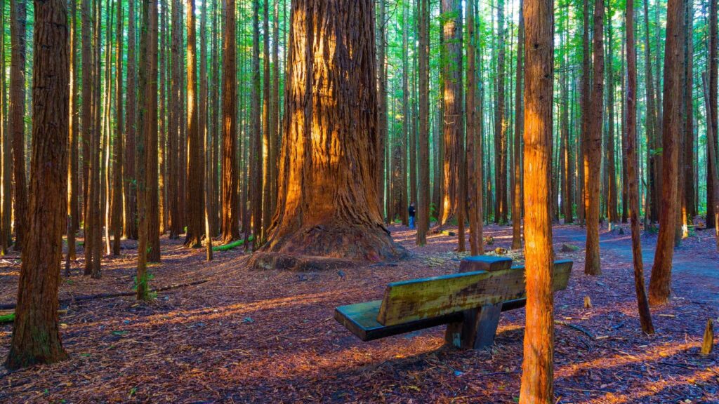 best redwoods in California