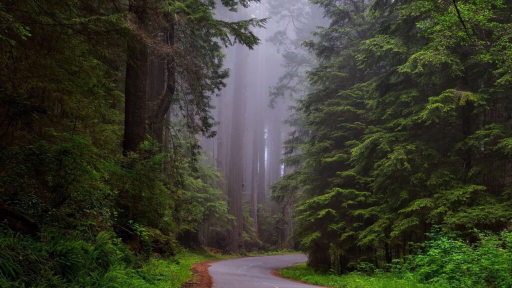 best redwoods in California