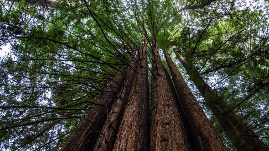 best redwood forest near San Francisco
