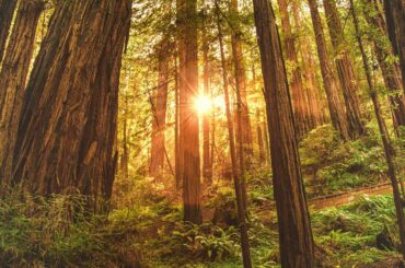 Redwoods near San Francisco