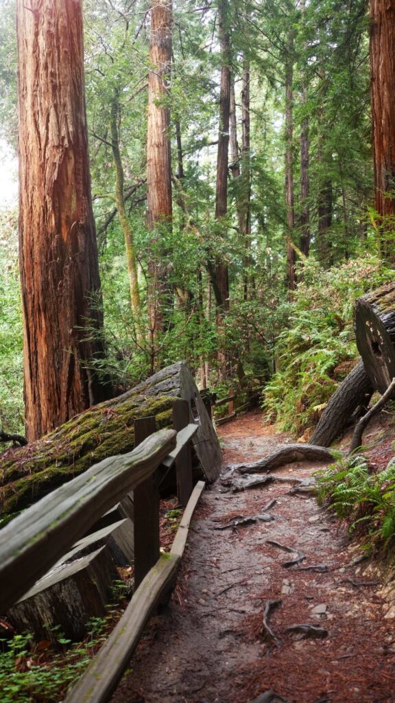 redwood forest san Francisco
